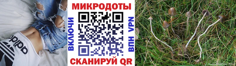Псилоцибиновые грибы MAGIC MUSHROOMS  закладки  Медногорск 